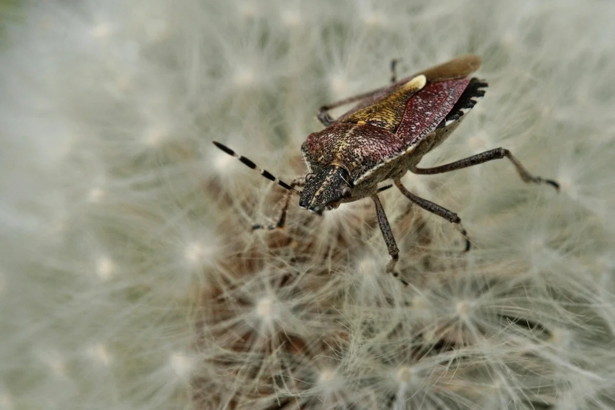 Қандаладан құтылу үшін eOtinish арқылы өтініш беруге болады