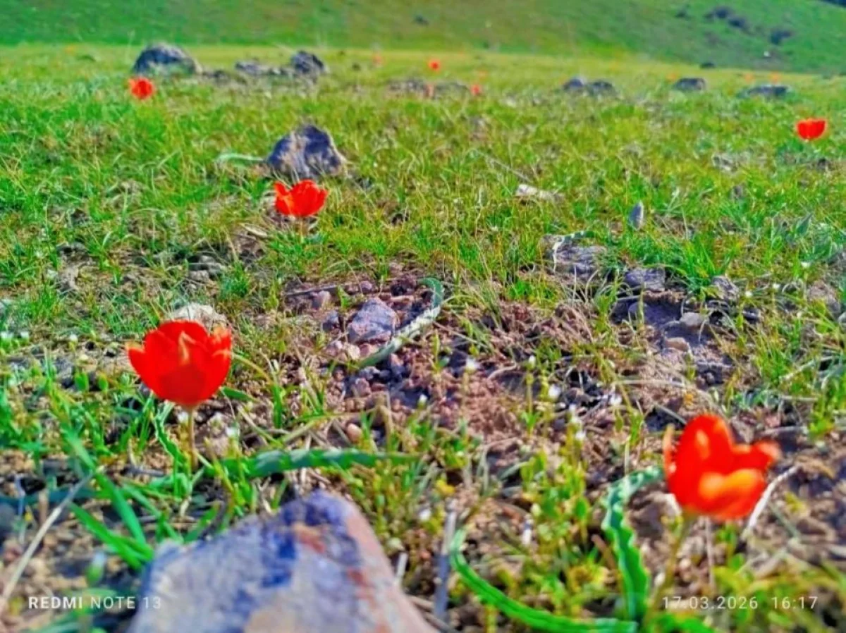 Түркістанда Қызыл кітапқа енген қызғалдақ гүлдеді