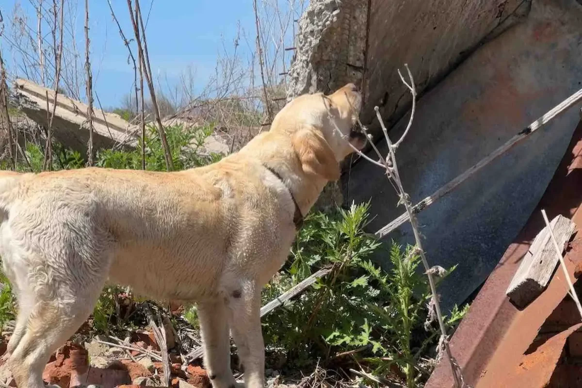 ШҚО-да төрт аяқты құтқарушыны құрметпен зейнетке шығарып салды