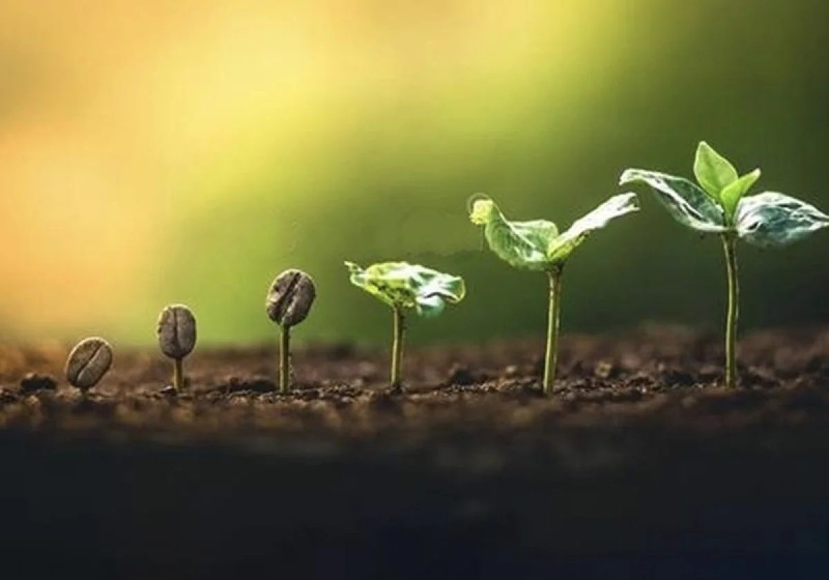 Ученые создают «кофе будущего», устойчивый к глобальному потеплению