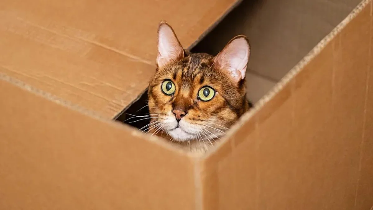 За отправку посылки с живой кошкой осудили жителя Вены