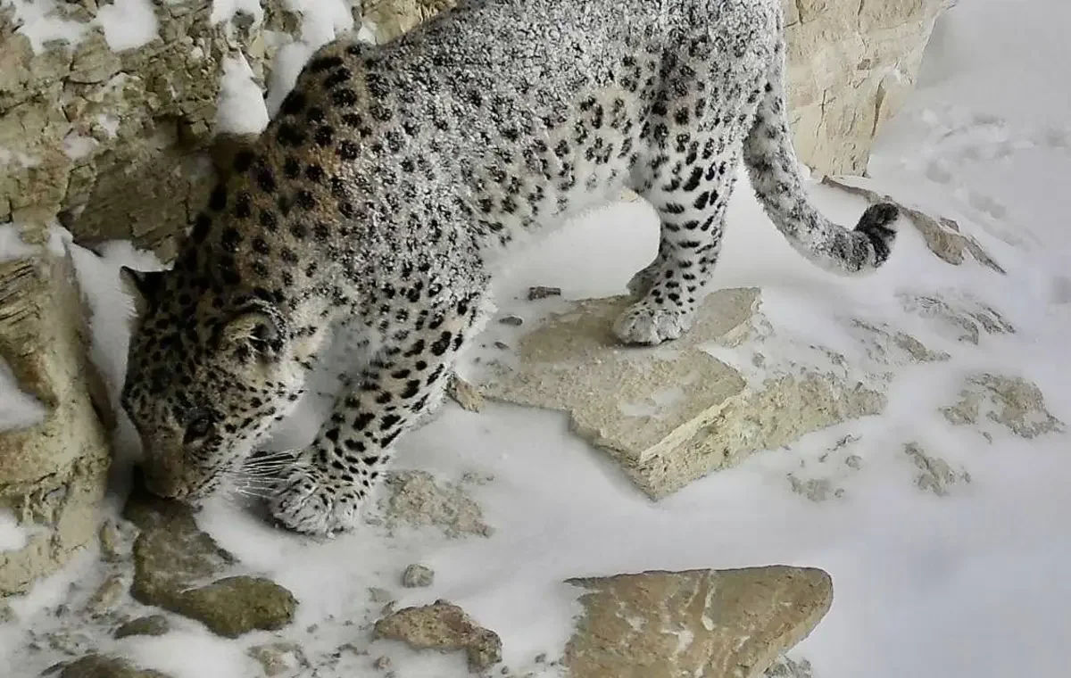 Леопарда вновь заметили в Мангистау