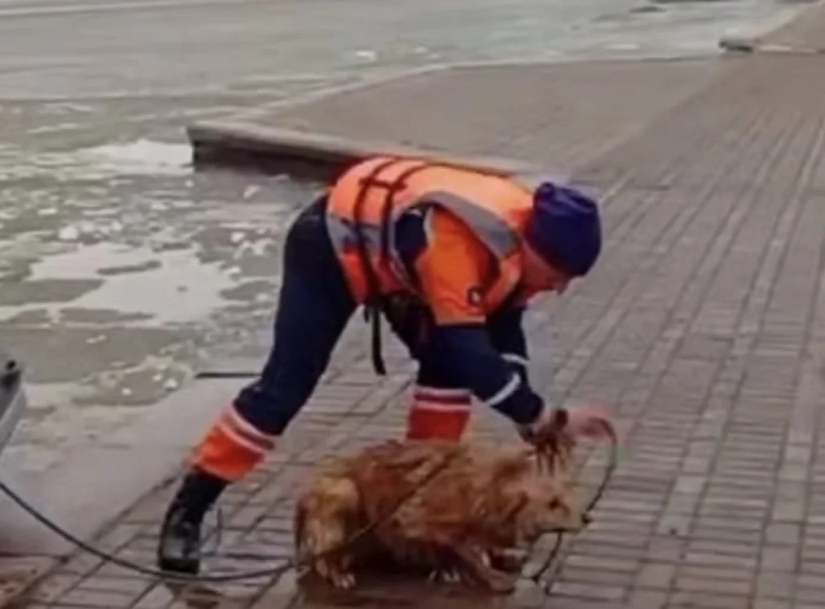 Столичные спасатели бросились в ледяную воду за собакой