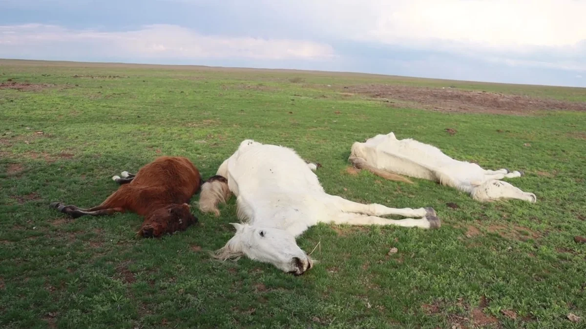 Атырау облысында жаппай мал қырылып жатыр