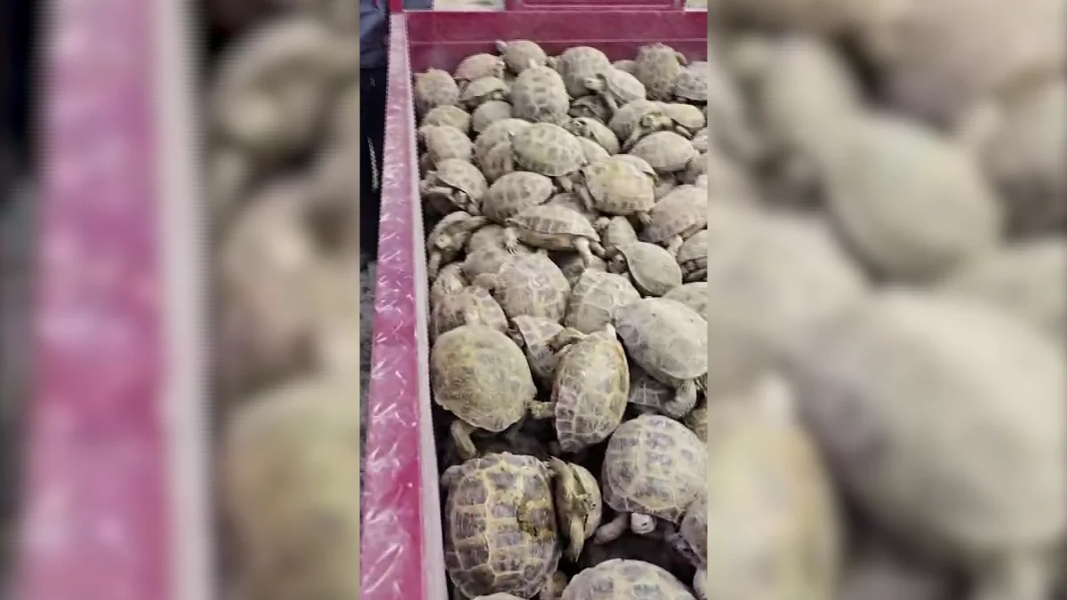 Түркістан облысының Отырар ауданы аумағындағы тасбақалар жаппай қауіпсіз аумақтарға көшіріліп жатыр