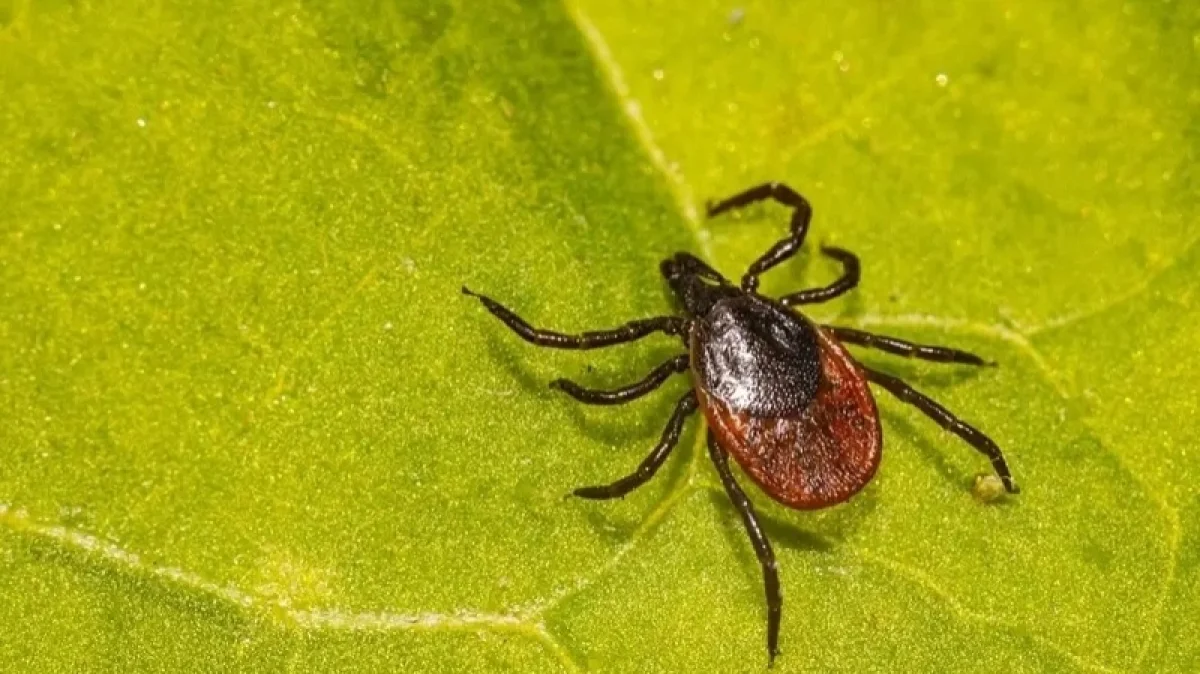 Он адамды кене шақты, оның үшеуі – бала