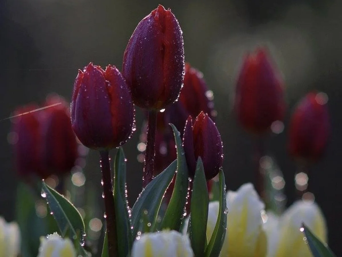 Грозы прогремят в Астане, Алматы и Шымкенте в среду, 8 апреля