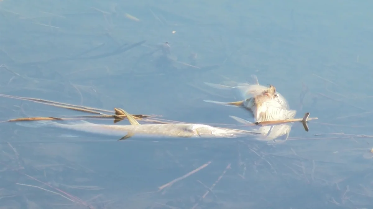 Қызылжарда үш бірдей көлде балық қырылды