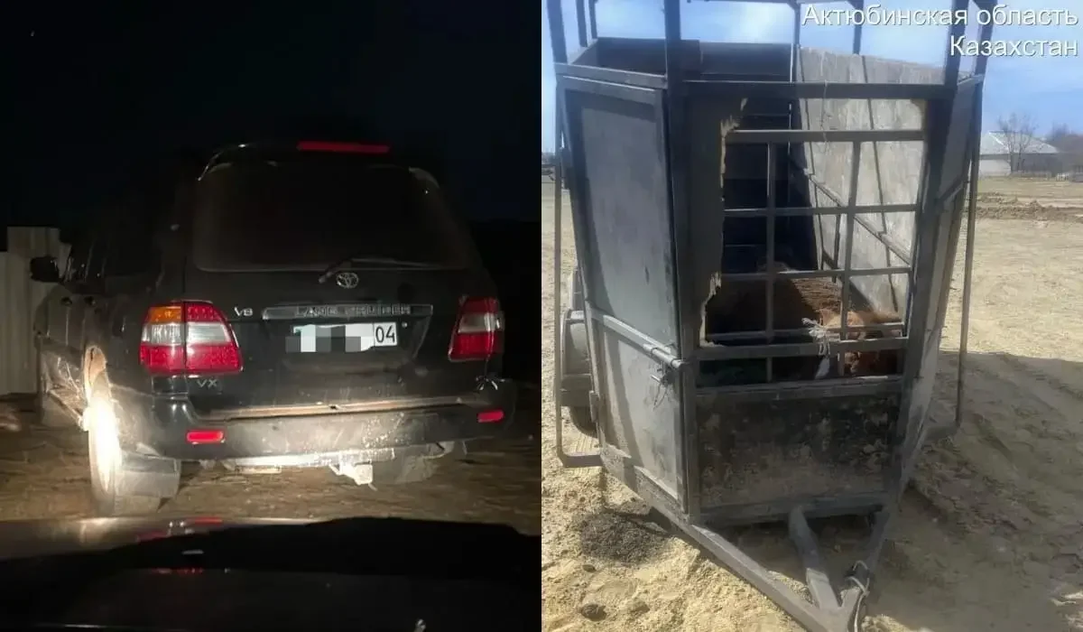 Жайылымда жүрген малды ұрлады