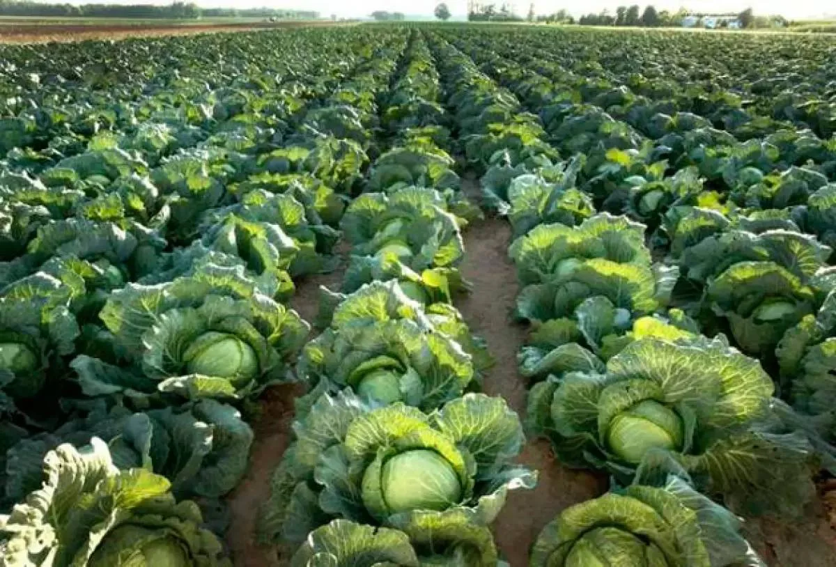 Түркістан облысында диқандар ерте піскен қырыққабатты жинауға кірісті