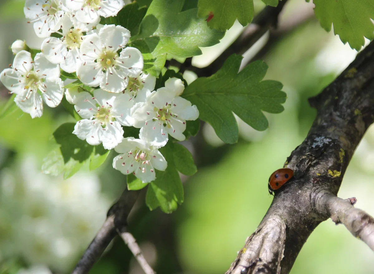 Мамырда қазақстандықтар қалай демалады?
