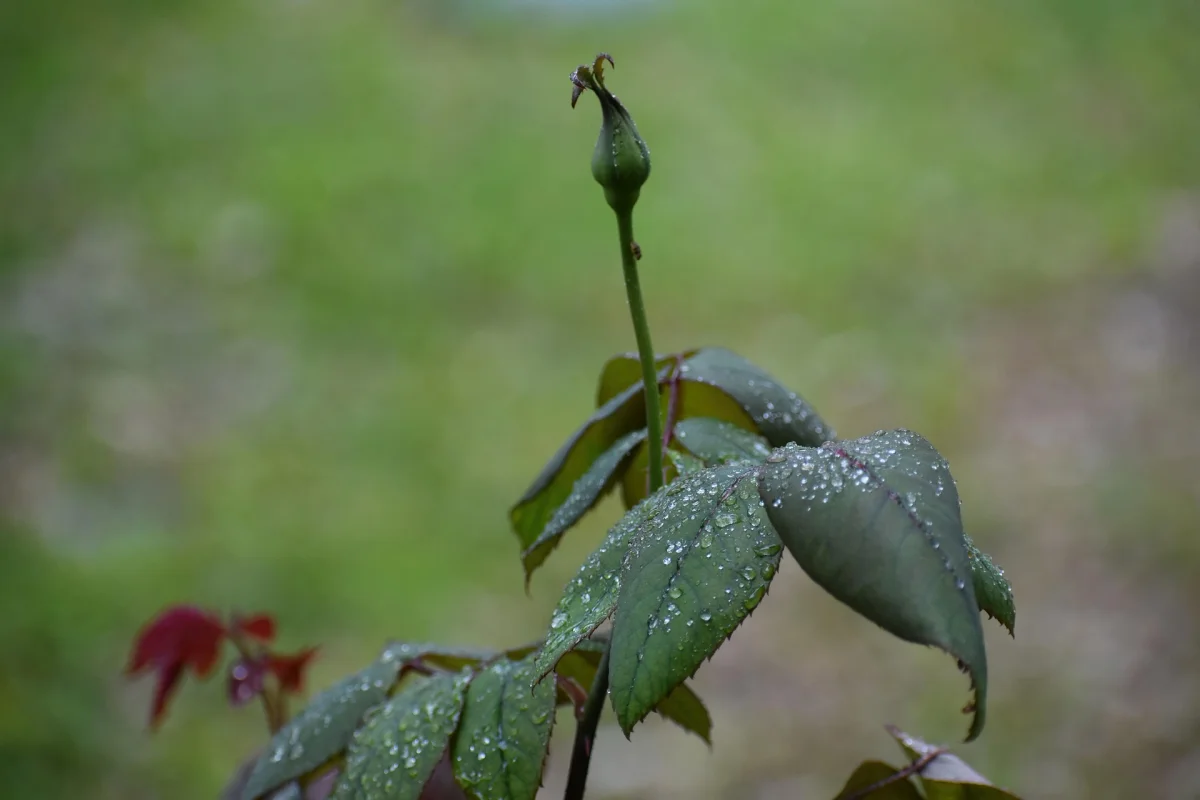 Жаңбыр жауады: күн суытады