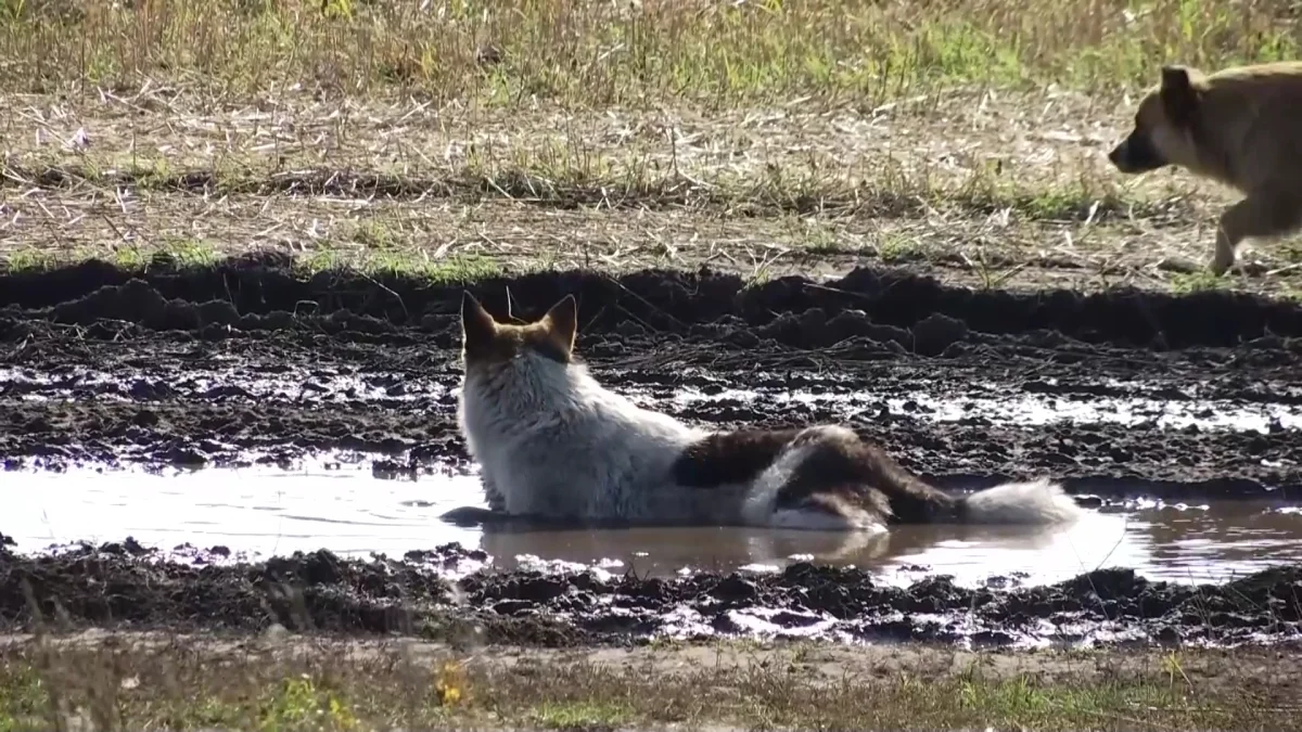 Иесіз иттер эвтаназияға жіберіледі