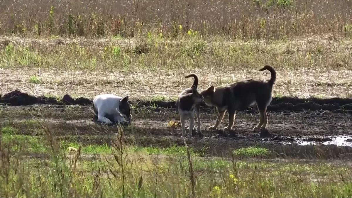 За убийство животных лишать свободы – депутаты предложили поправки в Уголовный кодекс