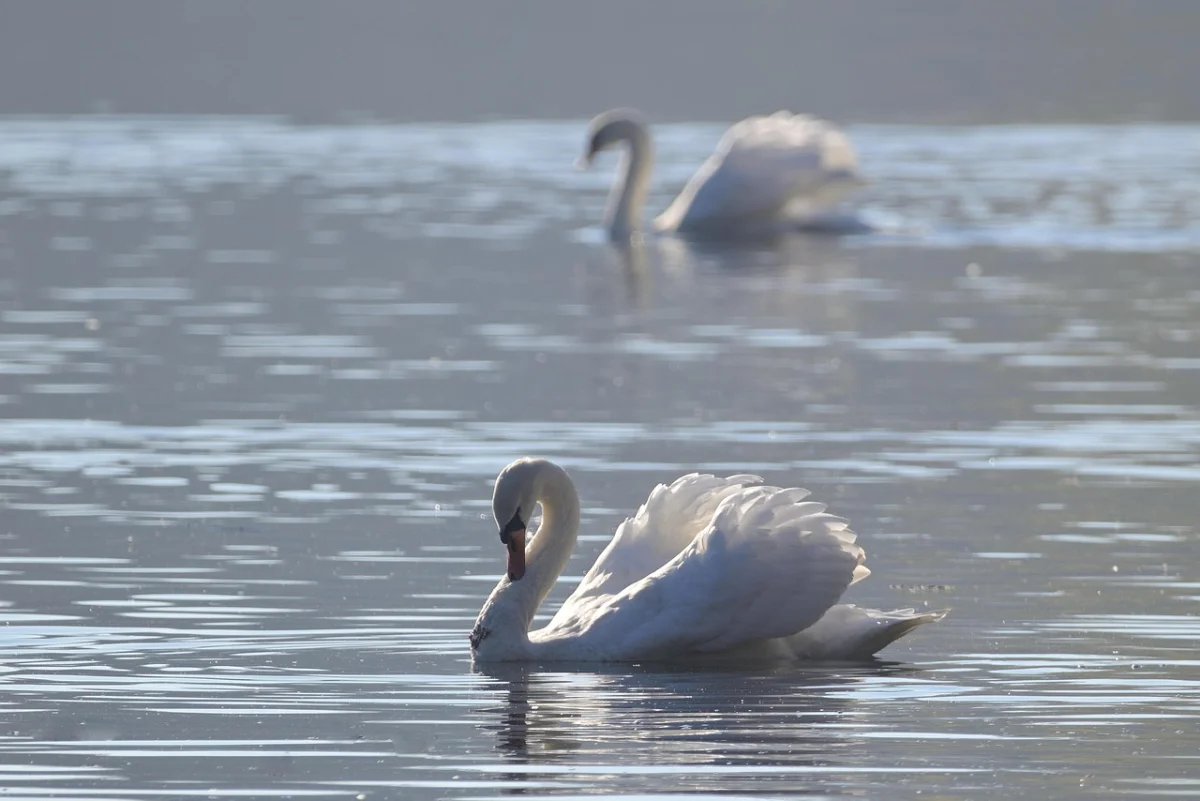 В Мангистау объяснили ситуацию с гибелью лебедей на Каспии