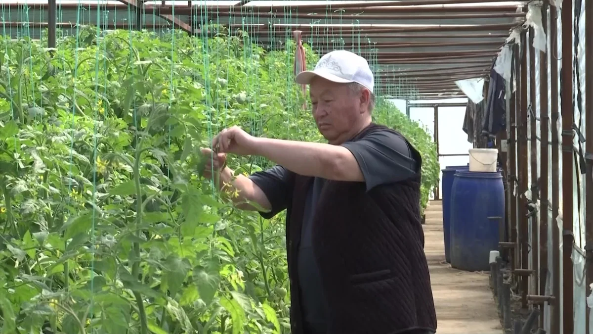 «Ауыл аманаты» открыл новые возможности для сельского предпринимателя в Туркестанской области