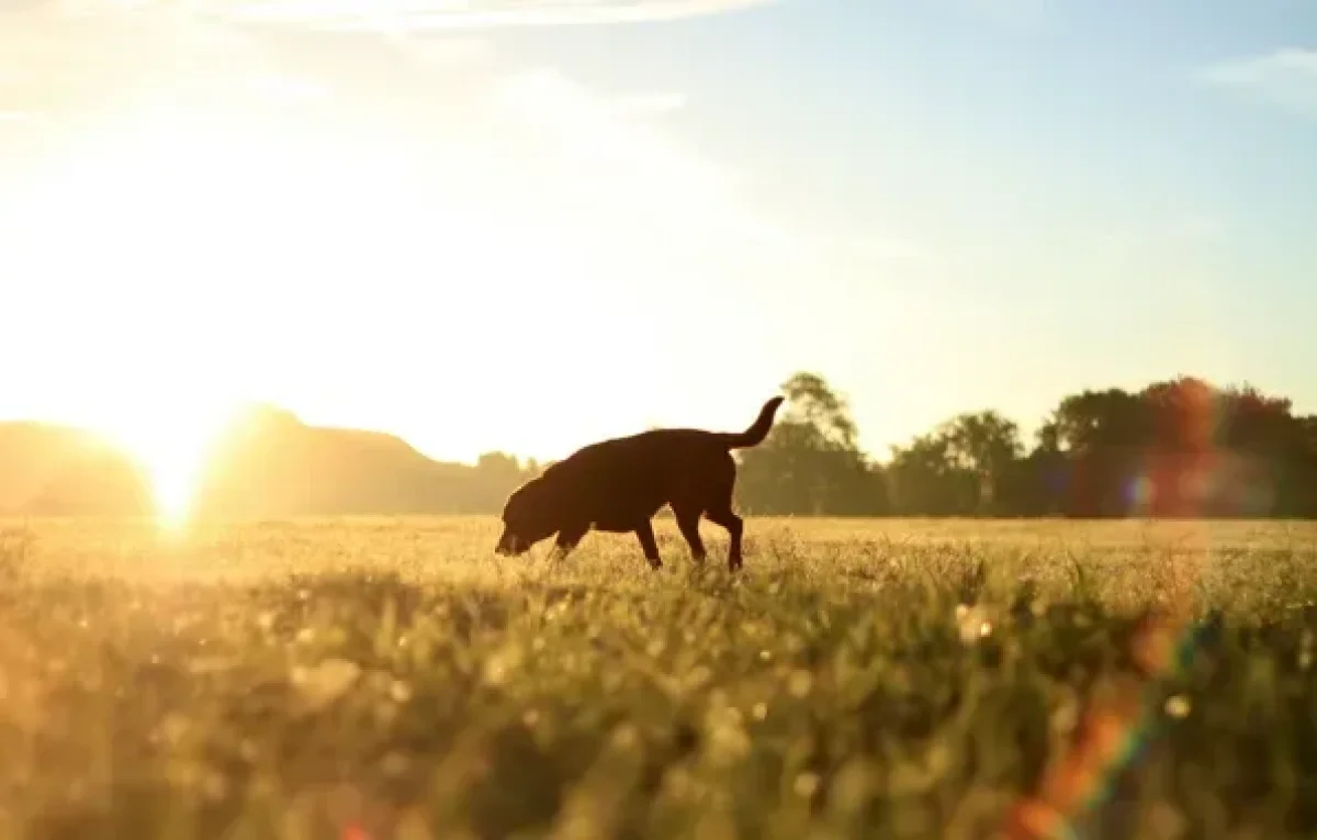 Погода без осадков ожидается в Астане, Алматы и Шымкенте