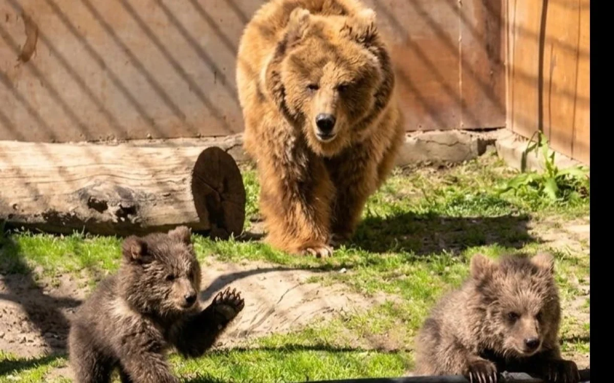Алматы зообағында Қызыл кітапқа енген қонжықтар дүниеге келді