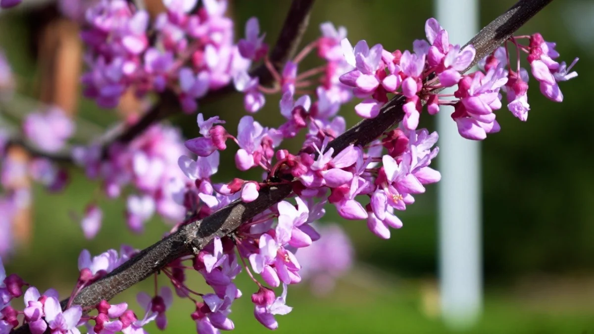 ҚазҰУ аумағында сакура гүлдеді