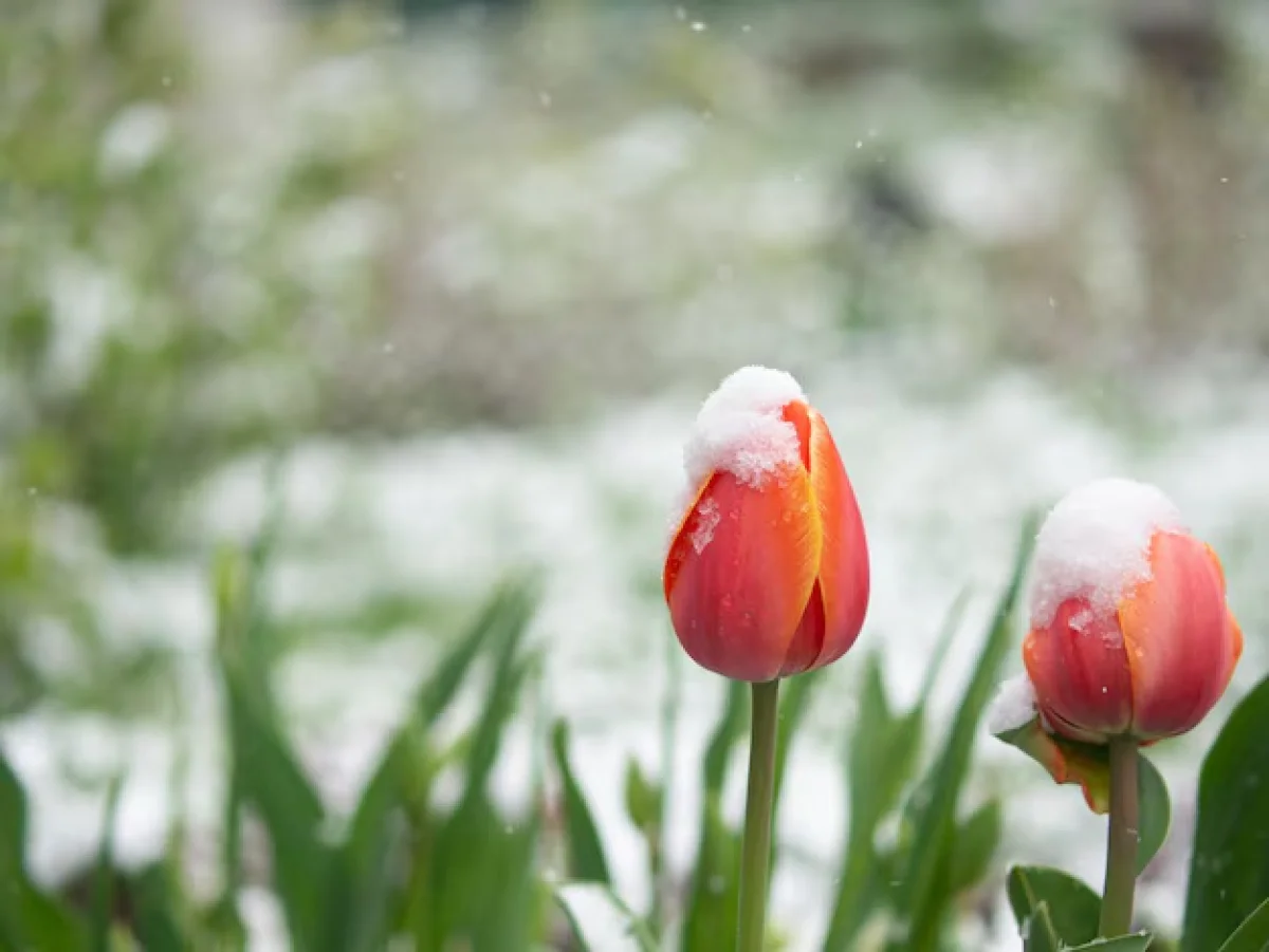 До -18 и снег: синоптики предупреждают о новой волне похолодания