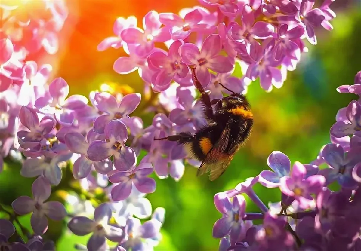Жаркий и сухой май обещают синоптики