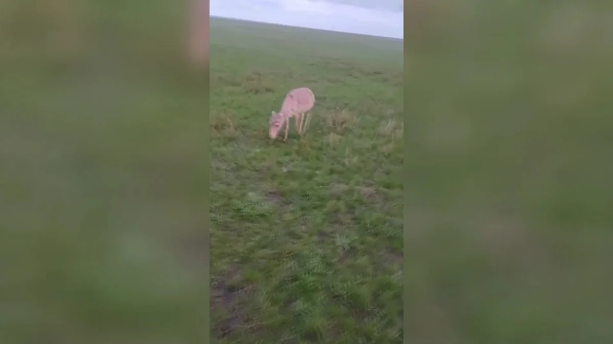 Батысқазақстандық шаруалар ақбөкеннен ауру тарай ма деп қауіптеніп отыр