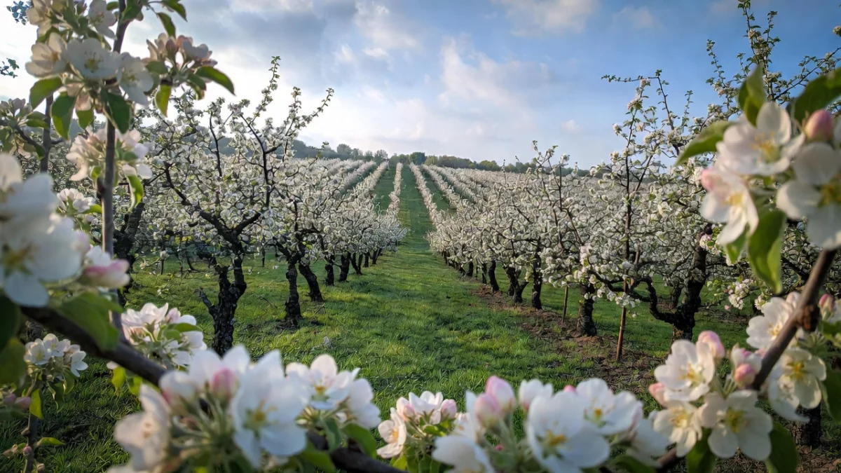 В Шымкенте раскрыта схема хищения средств на развитие яблоневых садов - ущерб превысил 430 млн тенге