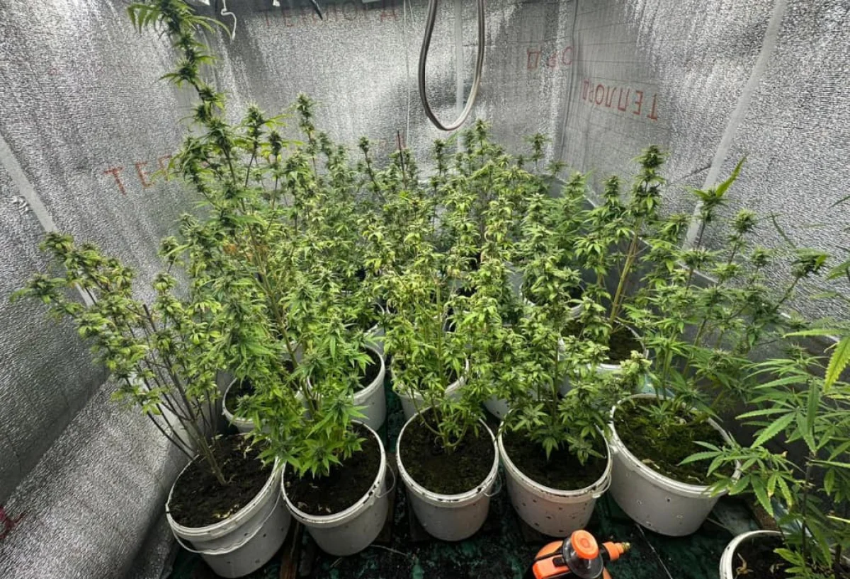 Жертөледе марихуана өсірген