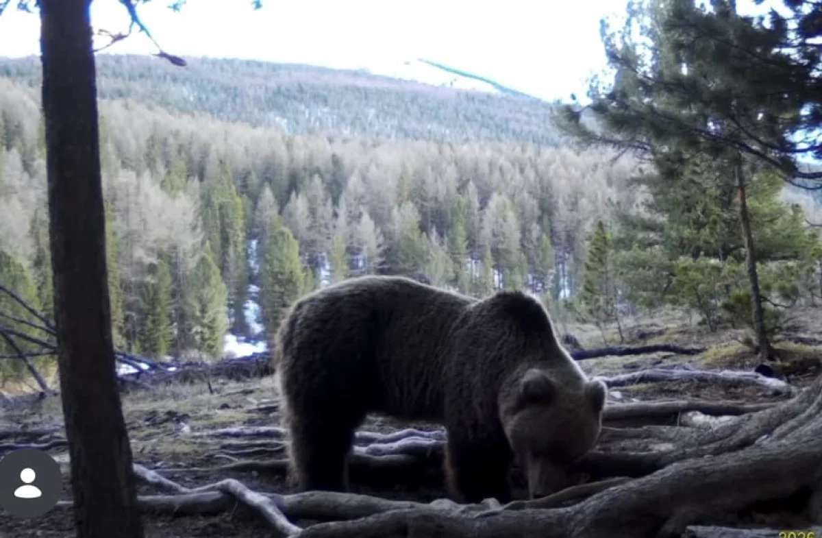 Медведь после зимней спячки попал в фотоловушку в Катон-Карагае