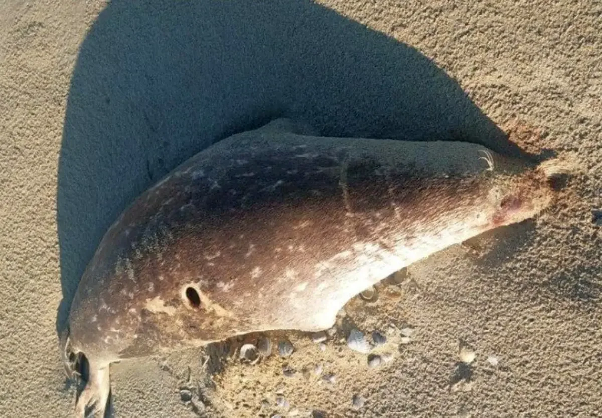 Почти сотню мертвых тюленей выбросило на берег Каспия в Мангистау