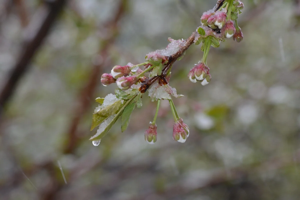 Бүгін үсік жүреді