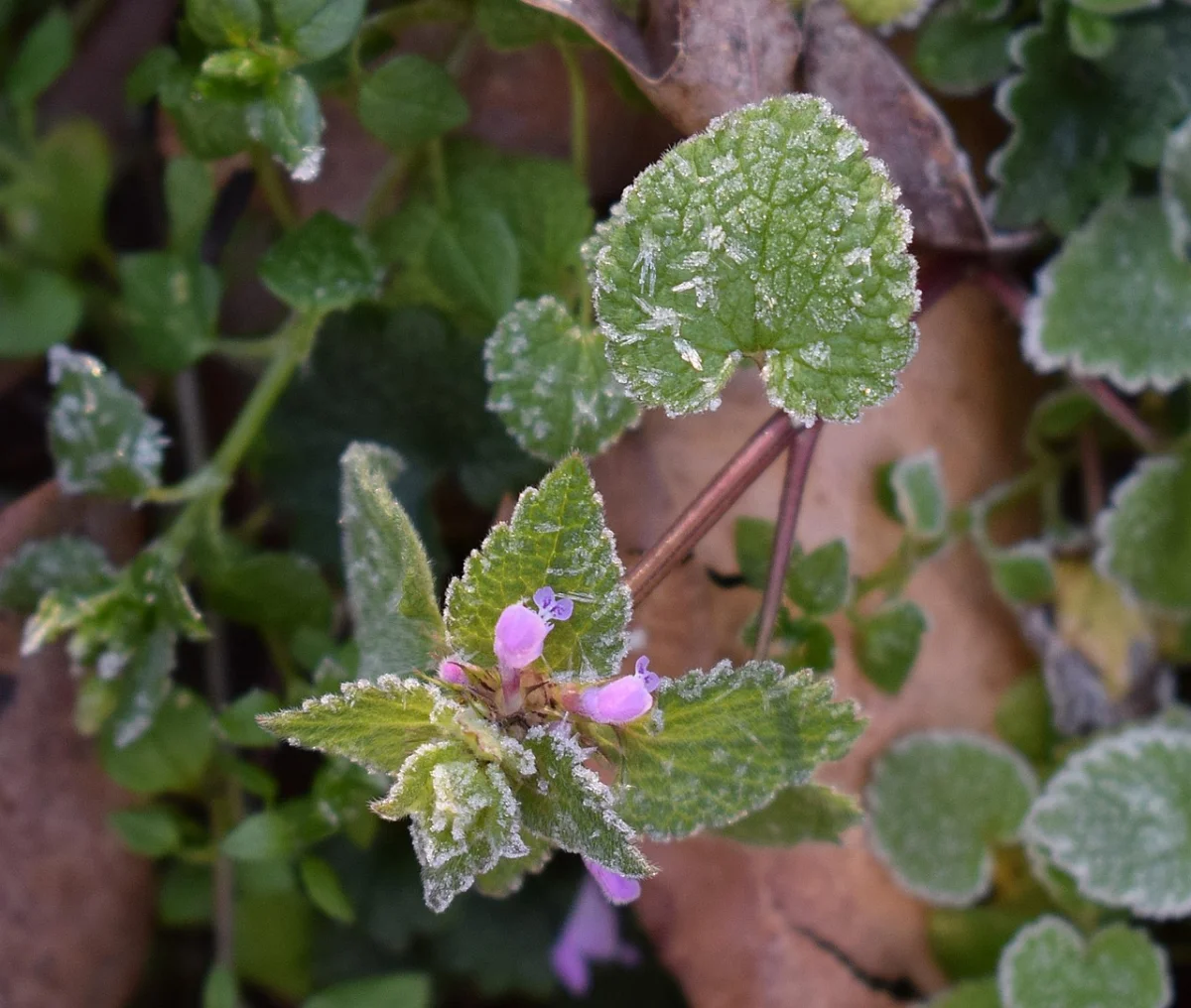 -3 градус: ауа райы құбылады