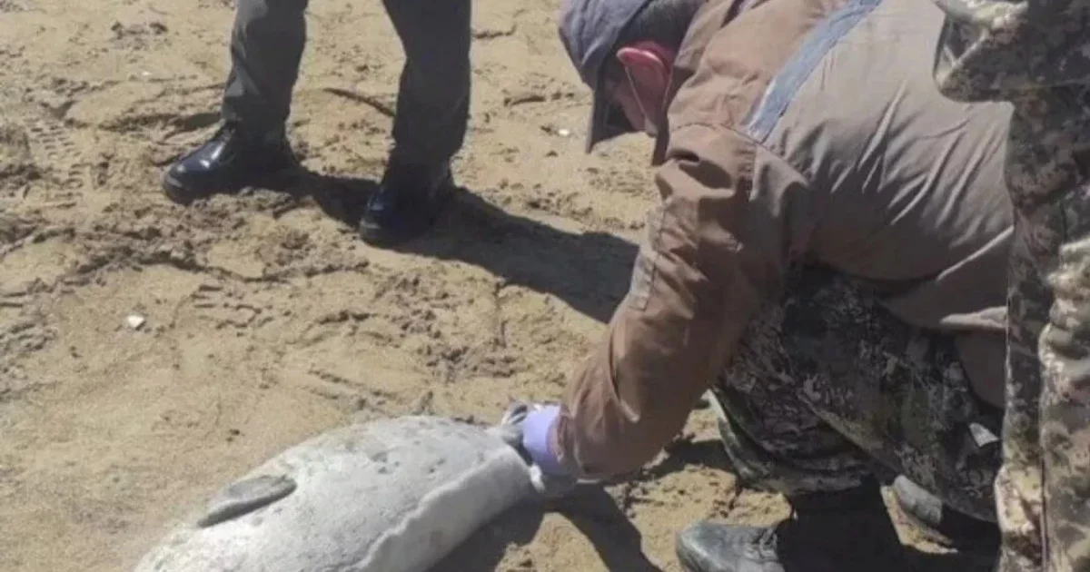 Каспий жағалауында итбалықтар қырылып жатыр