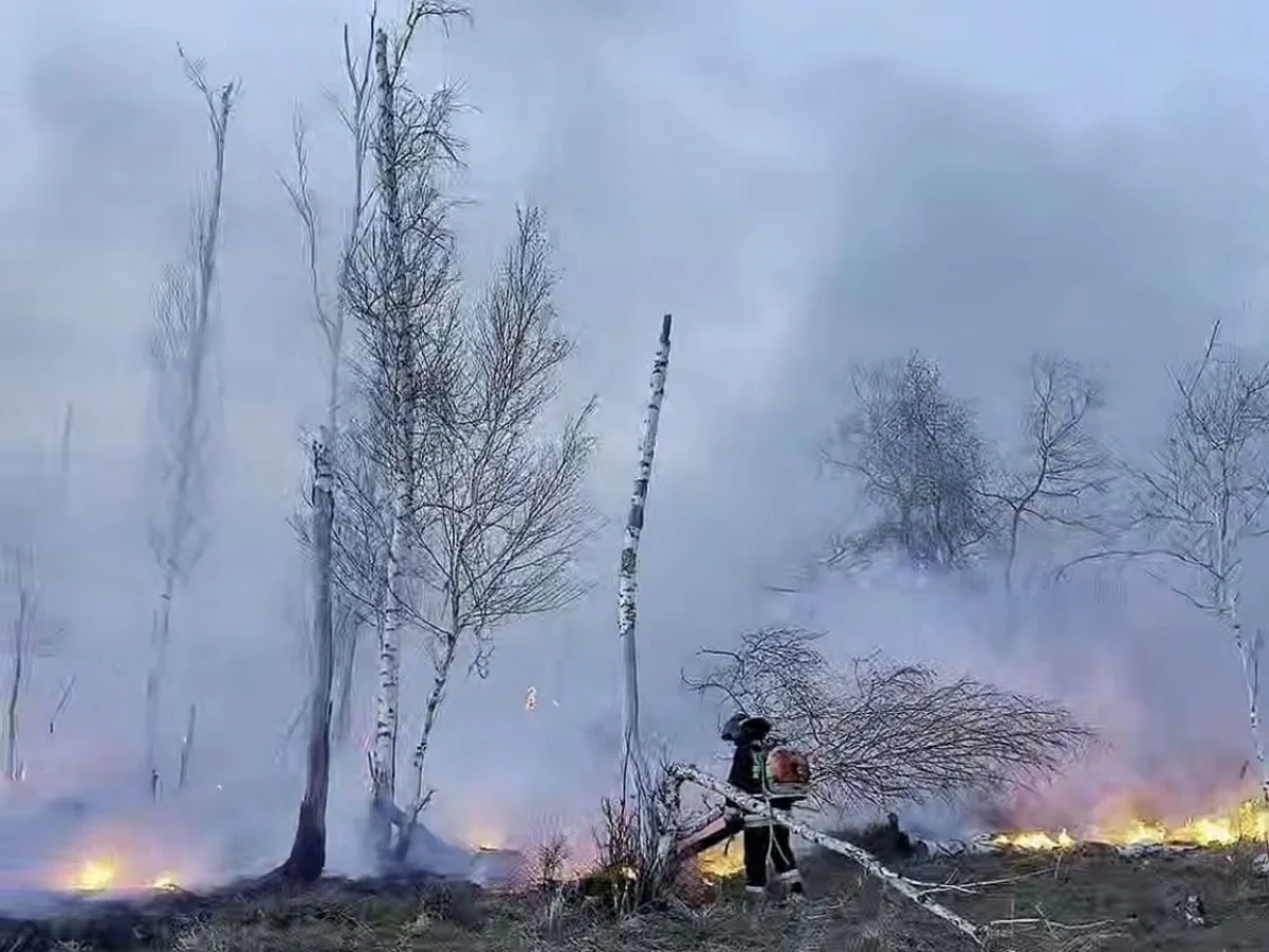 Пожар в 7,7 гектара едва не уничтожил лес в СКО