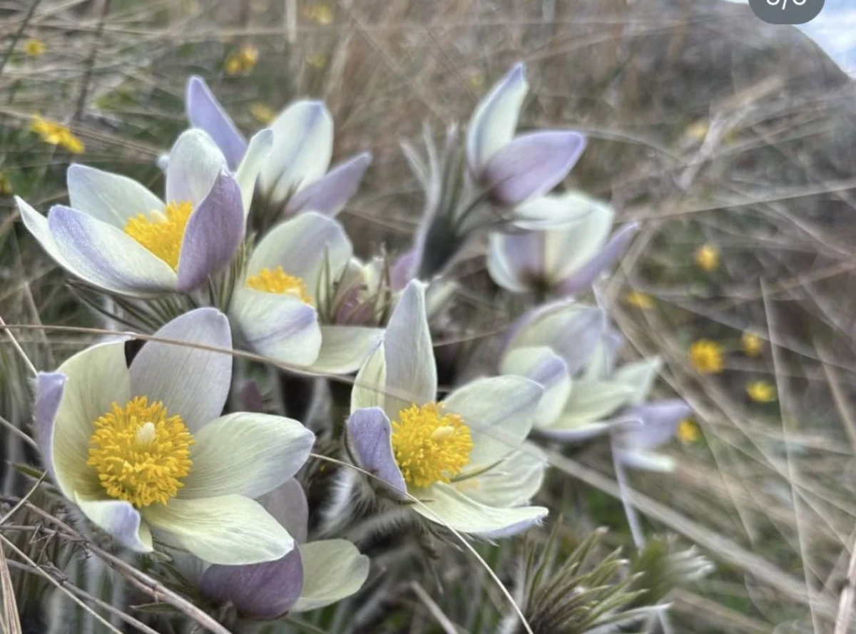До трех лет тюрьмы: о штрафах и угрозах при сборе первоцветов предупредили в Нацпарке «Бурабай»