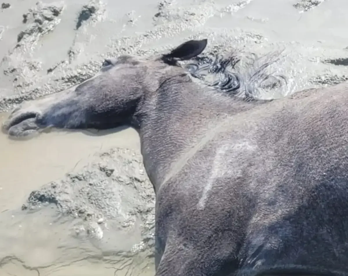 Более 100 лошадей погибли из-за непогоды в Мангистау