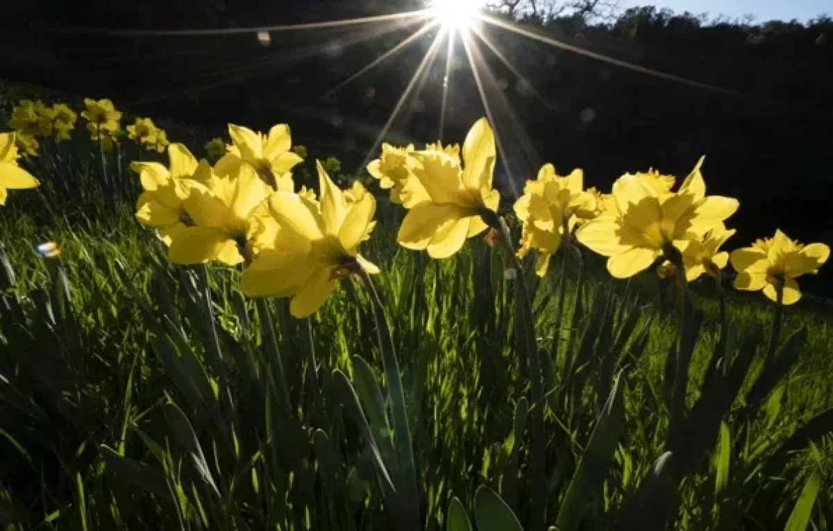 Погода без осадков установится в Астане, Алматы и Шымкенте 20 апреля