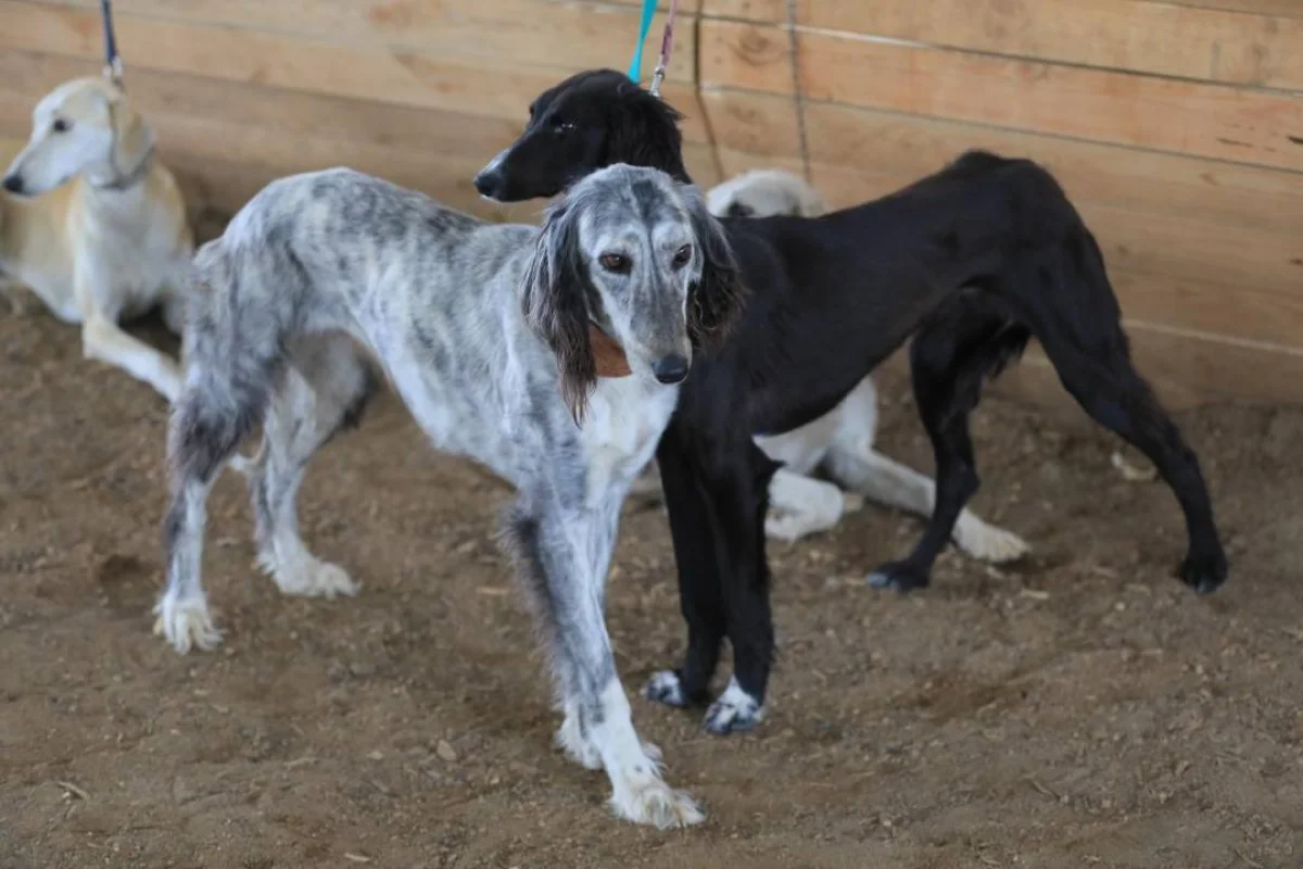 В Казахстане появится новый праздник - День казахского тазы и тобета