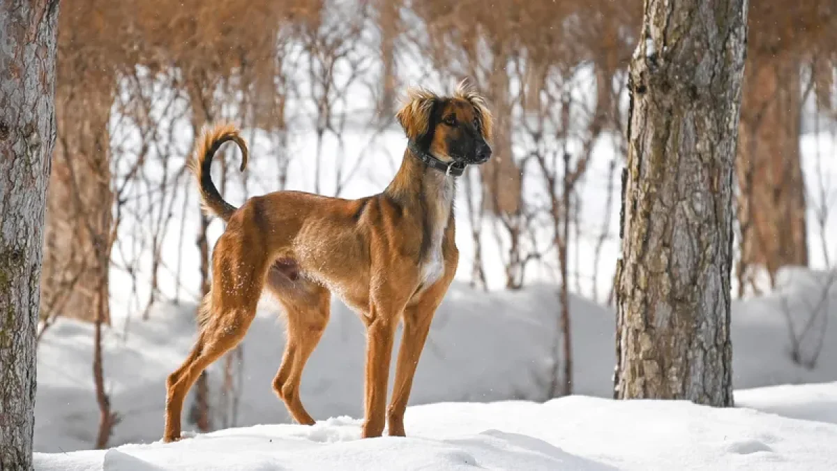 Қазақстанда жаңа мереке - Қазақ тазысы мен төбеті күні ресми түрде бекітілді