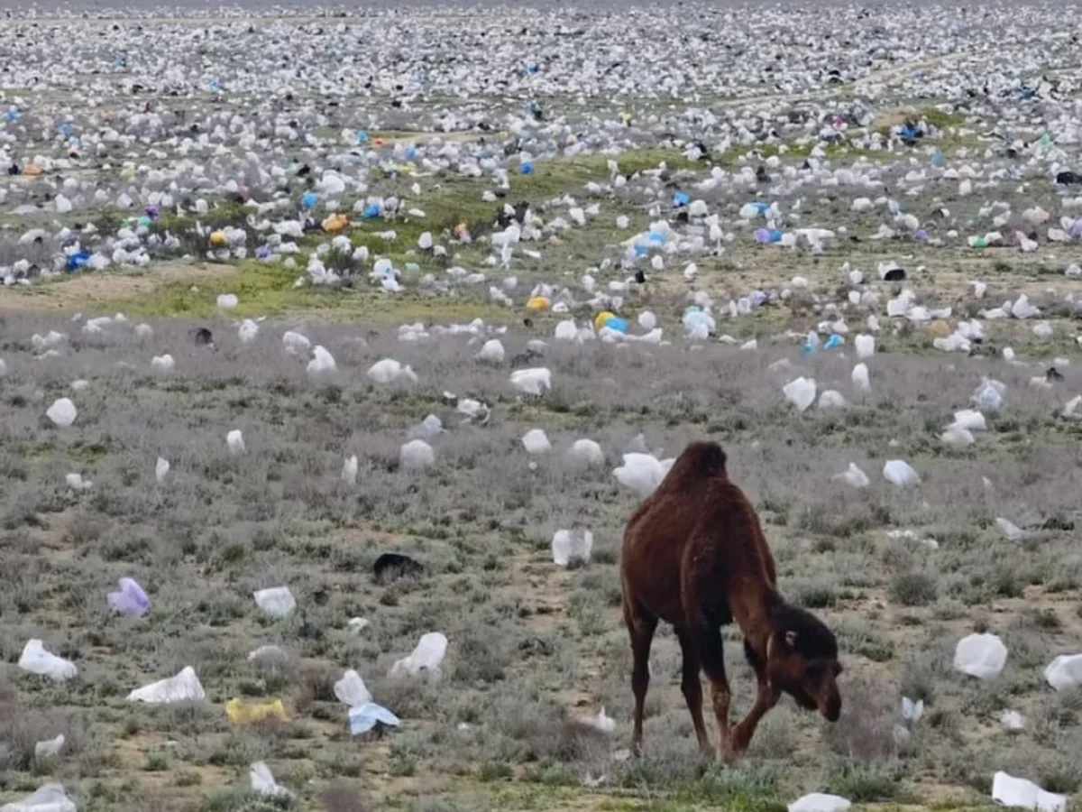 «Море» пластиковых пакетов в мангистауской степи возмутило казахстанцев