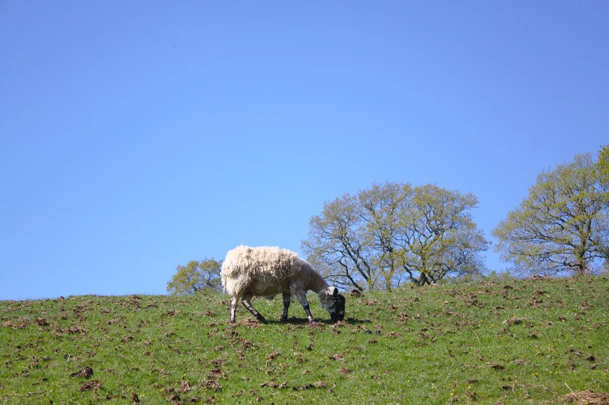 46 миллионнан асатын мал ұрлығы ашылды