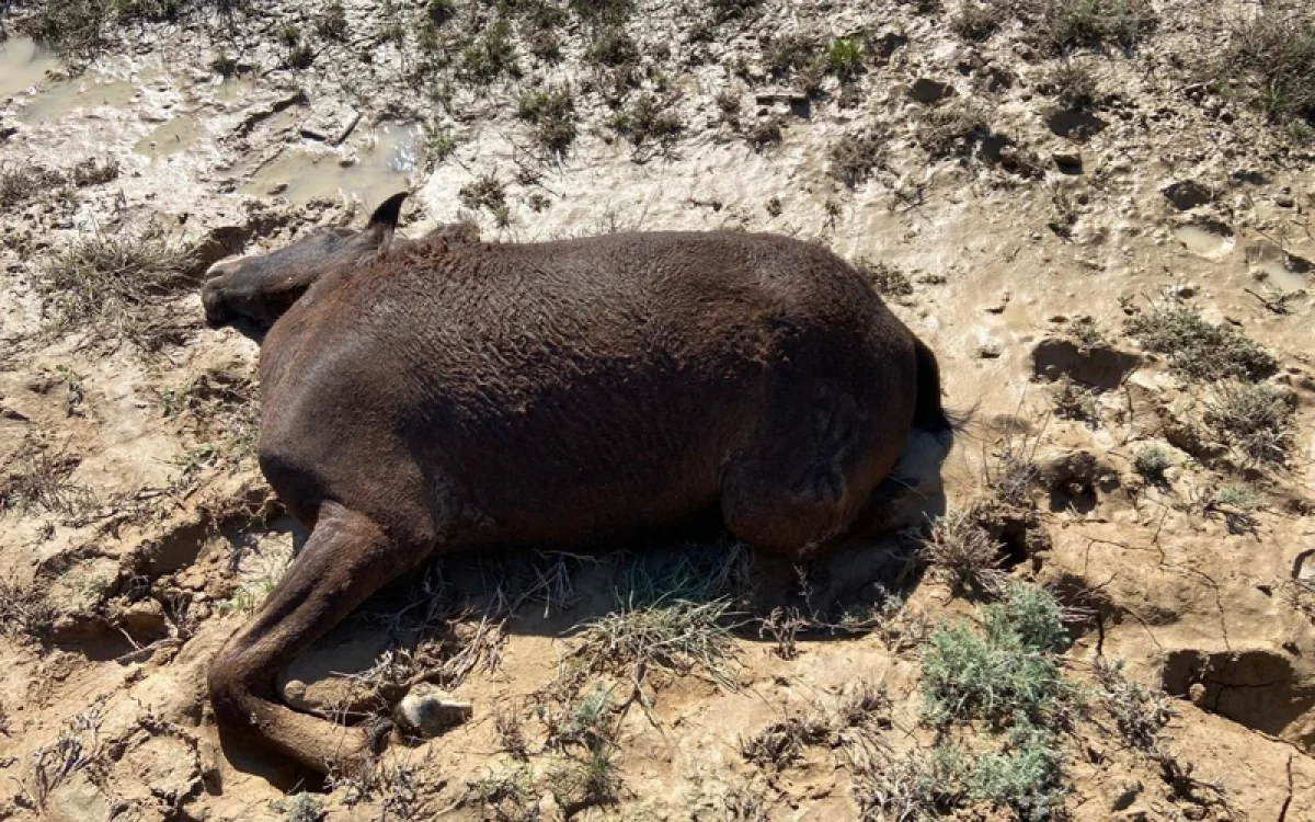 Маңғыстауда нөсер салдарынан жылқылар қырылған