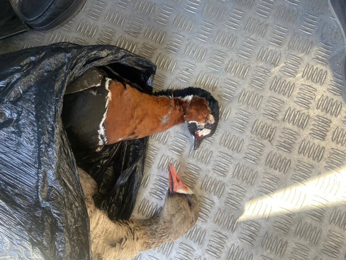 Ақмола облысында сирек кездесетін құстарды заңсыз аулағандар ұсталды