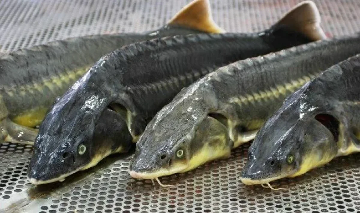 Житель Атырау получил семь лет тюрьмы за осетра в машине