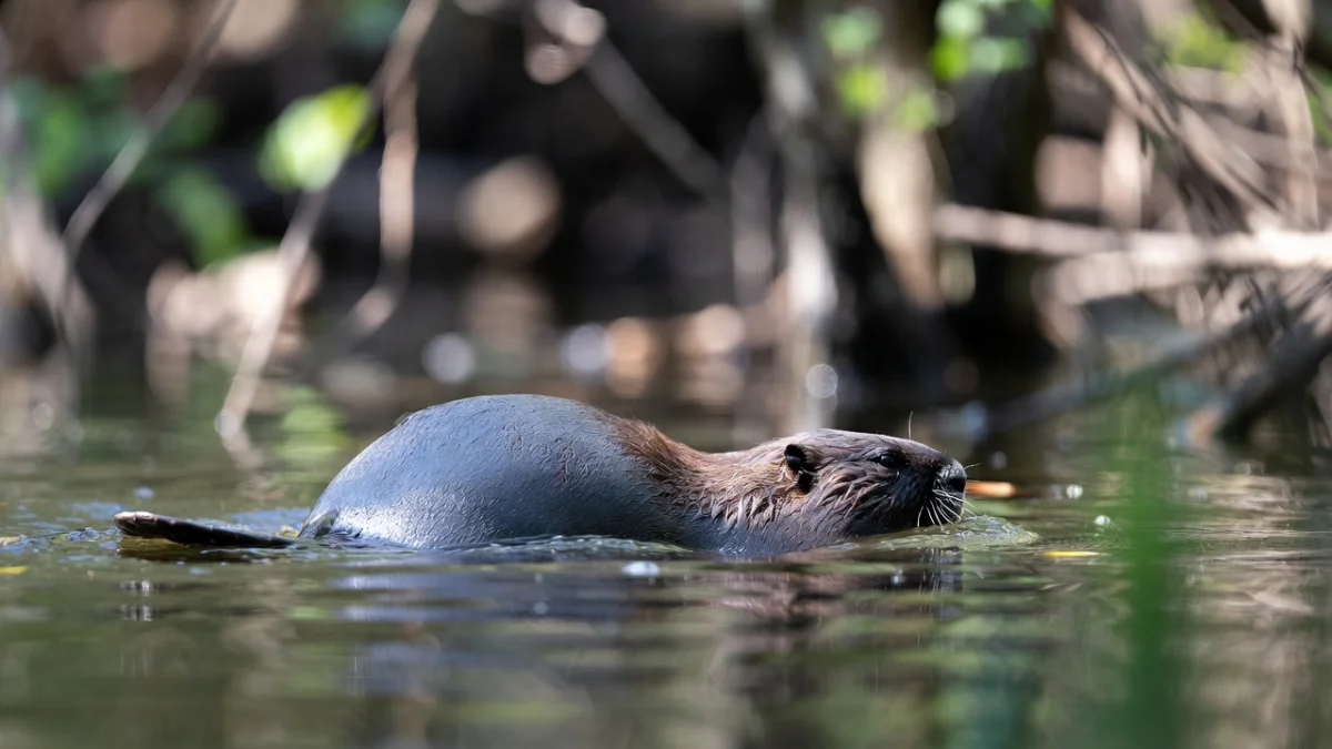 Гамбург ищет способ остановить нашествие нутрий - спор разгорелся между властями и защитниками животных