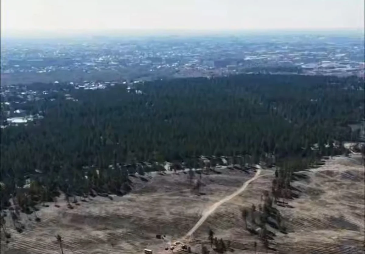 Тысячи саженцев сосны высадили на участке леса в «Семей Орманы», уничтоженного пожаром