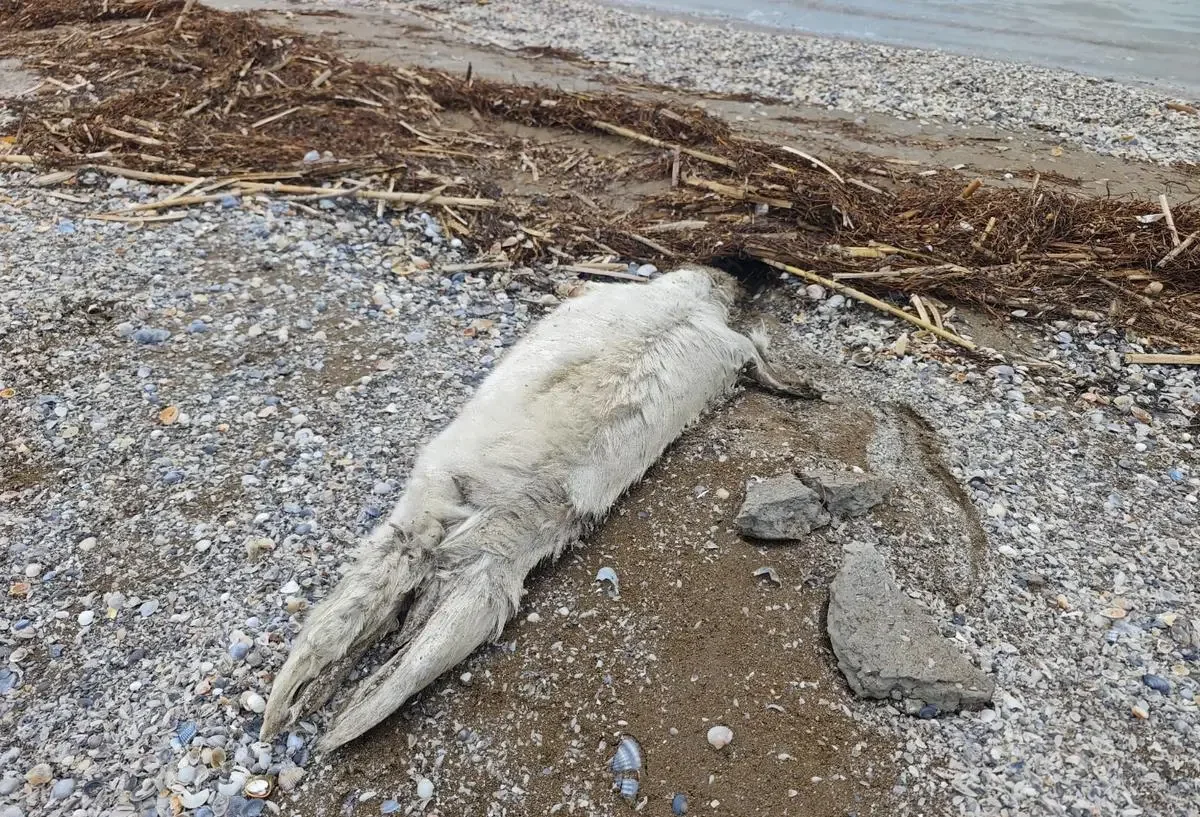 Десятки погибших тюленей вновь обнаружены в Мангистау