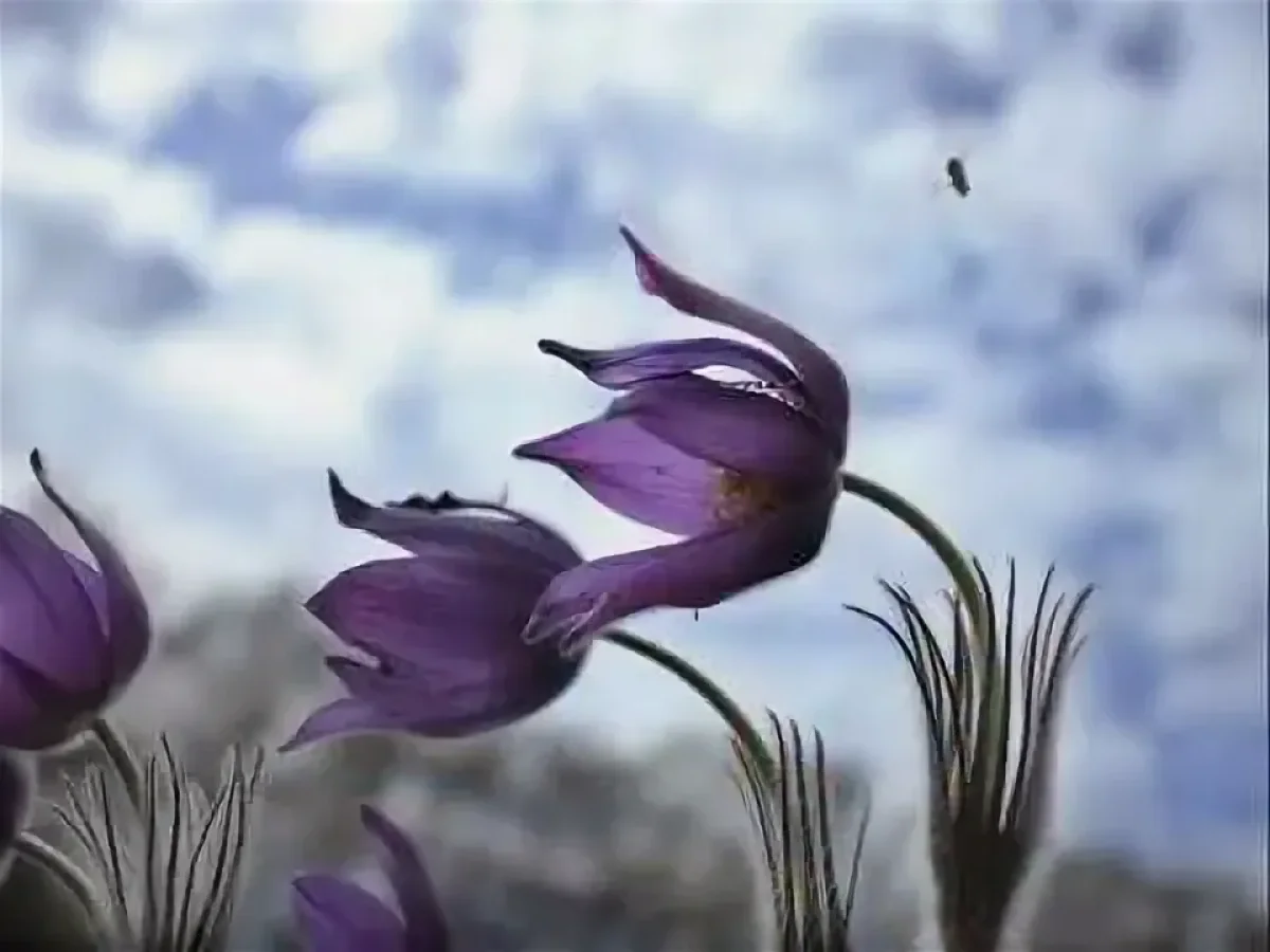 Дождь в Астане, ветер в Шымкенте: погода в воскресенье, 26 апреля