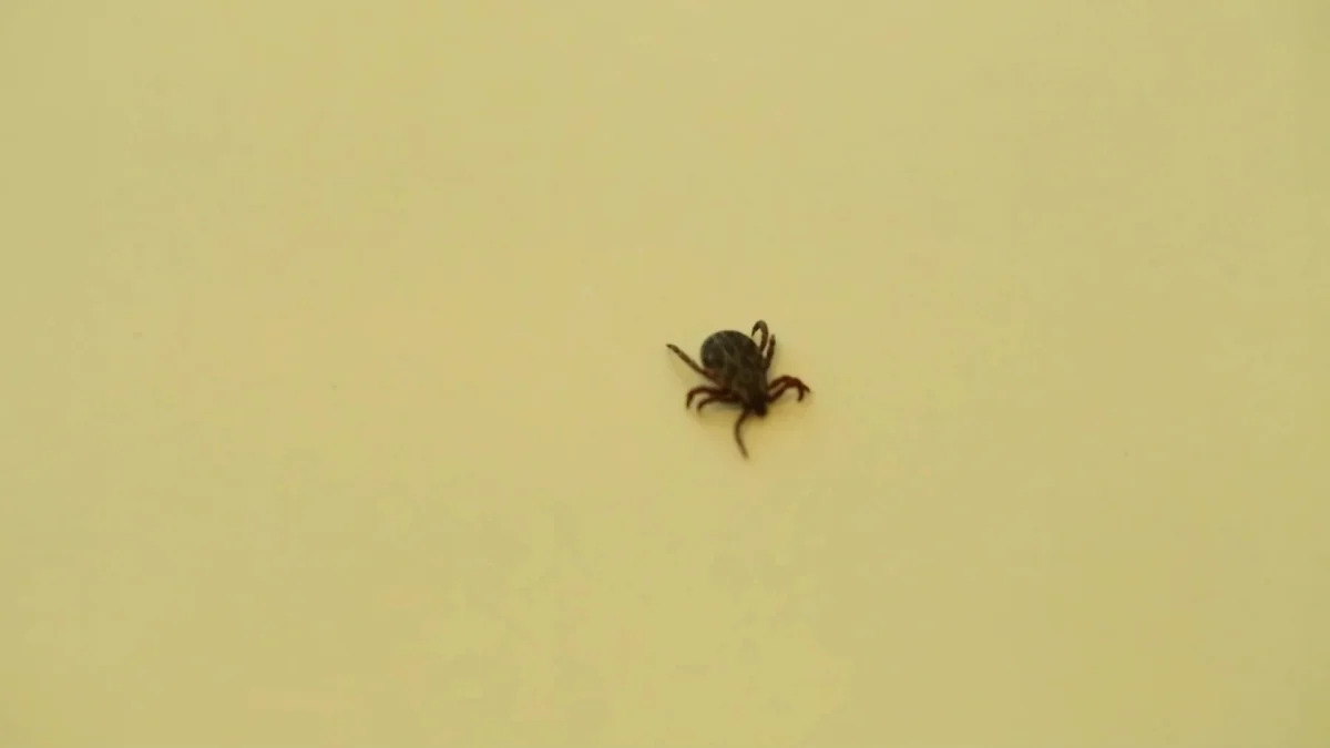 Қызылжарда 172 адамды кене шақты