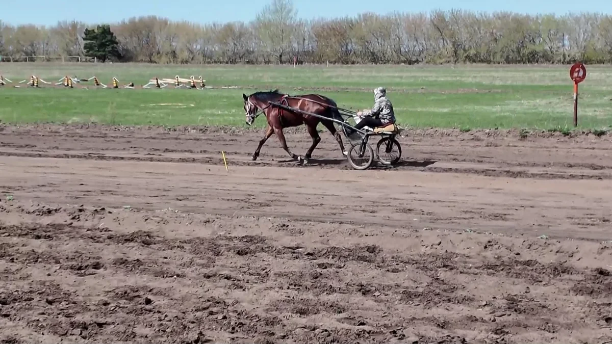 Лошадь откусила женщине палец на ипподроме в СКО
